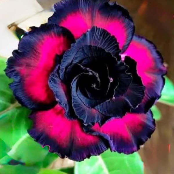 Black Rubies ~ Desert Rose Adenium Obesum SMALL Rooted Seedling Plant FOLIAGE REMOVED for shipping! Ships bare root