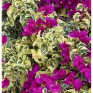 Purple Dragon Bougainvillea-Small Well Rooted Starter Plant**Deep Purple Blooms on Variegated Leaves-Very Rare!