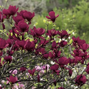 May include: A close-up of a flowering magnolia tree with deep burgundy blossoms. The flowers are in full bloom, with multiple petals and a velvety texture. The branches are dark brown, and the background is a soft green.
