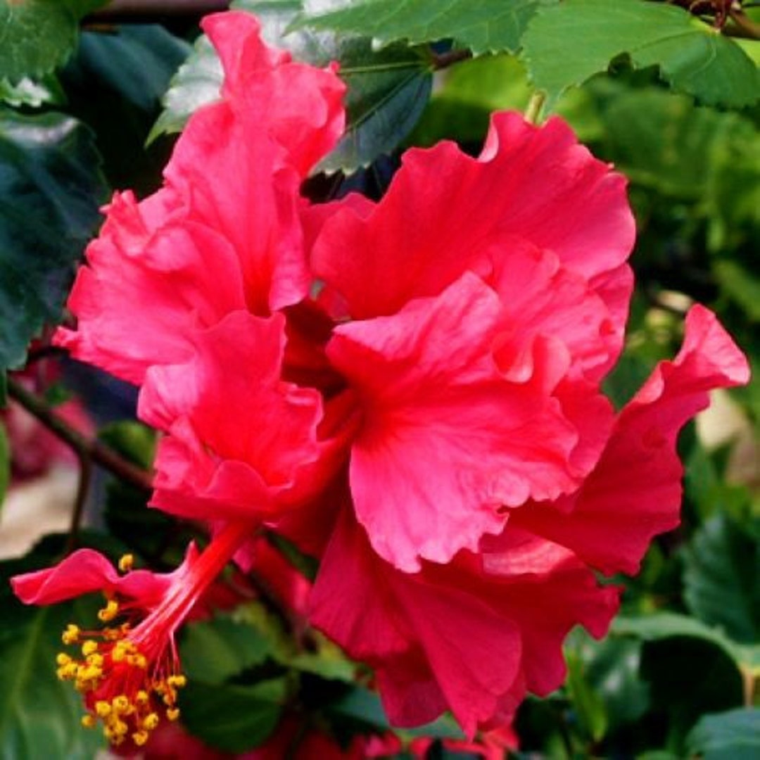 Pride of Hankins Red Well Rooted Hardy Hibiscus Starter Planttriple Red