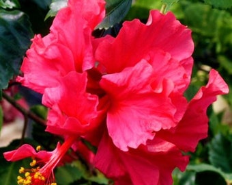 Pride of Hankins Red*** Well Rooted Hardy Hibiscus Starter Plant***Triple Red Bloom!!!