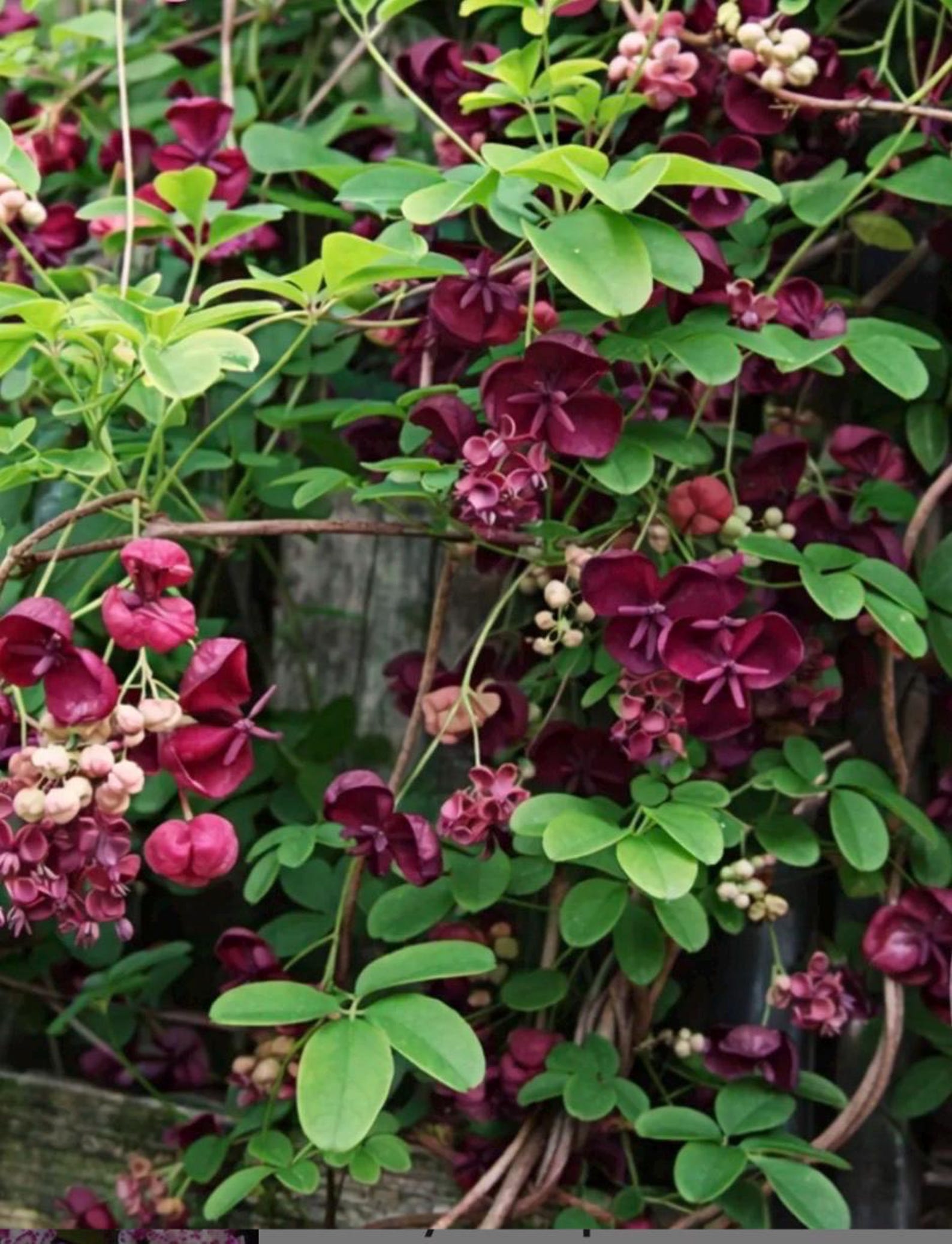 Chocolate Vine Akebia Quinata SMALL Rooted Starter Plant-edible Fruit ...