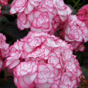 Puede incluir: Primer plano de un grupo de flores de hortensia rosa y blanca. Las flores tienen un aspecto arrugado con p&eacute;talos blancos y bordes rosados.
