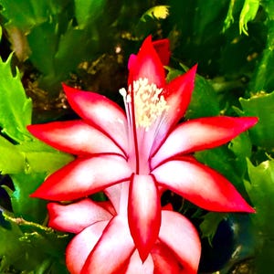 May include: A vibrant close-up of a Christmas cactus flower. The flower has bright red petals with white edges and a central cluster of yellow stamens. The background is filled with green, spiky leaves.