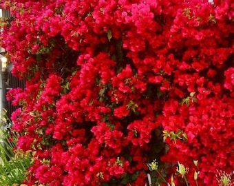 San Diego Red~~Small Well Rooted* Live Bougainvillea starter/plug plant*