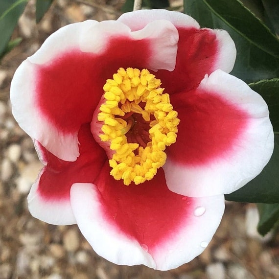 TAMA Electra**unique Blooms**camellia Japonica-live Starter Plant