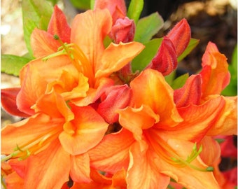 Very Rare~~TIPSY TANGERINE~~Aromi Azalea Rhododendron Hybrid~~Deciduous "Small" Rooted Plant~Not Dead it is DORMANT! Fragrant Blooms!!!