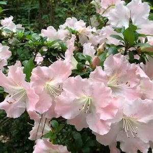 Gwenda~~Azalea Rhododendron Small Rooted Starter Plant~~