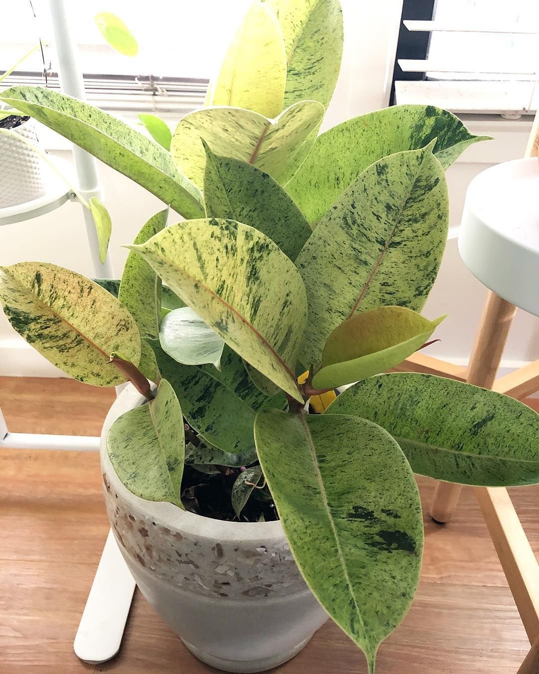 Ficus Shivereana Moonshine Variegated Rubber House Plant~ Rooted Well Starter Plant
