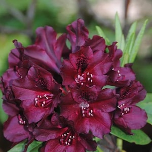 Dark Lord Rhododendron~ Well Rooted STARTER Plant~Very Rare!