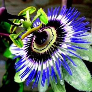 HARDY BLUE CROWN~Passion Vine  Passiflora caerulea Passion Flower~Small Rooted Starter Plant