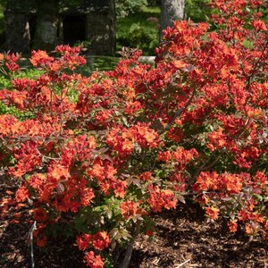 May include: A vibrant orange azalea bush in full bloom, with lush green foliage and a backdrop of a brown mulch ground cover.