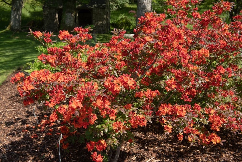 May include: A vibrant orange azalea bush in full bloom, with lush green foliage and a backdrop of a brown mulch ground cover.