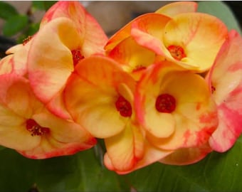 Malai Thong**Crown Of Thorns-Euphorbia Milii**Christ Plant**Very Small Well Rooted Starter Plant**2-4 Inches Tall**Extremely Rare Variety