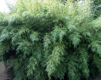 Rufa Bamboo-fargesia Dracocephala-well Rooted Plant-clumping  Non-invasive-cold Hardy Bamboo-18 to 24 Tall - Etsy