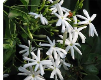 Indian Jui Jasmine ~Jasminum molle~~SMALL Rooted STARTER Plant~Very Fragrant!