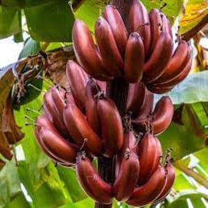 BORDELON Musa Banana Tree--SMALL Rooted Starter Plant