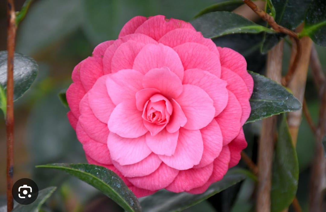 April Kiss**camellia Japonica-live Well Rooted Starter Plant