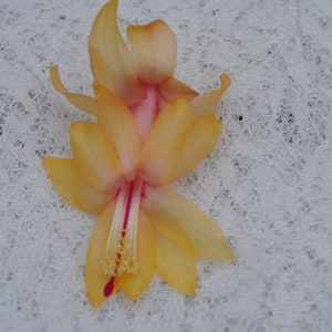 Cebeline~Christmas Cactus Well Rooted Starter Plant~Schlumbergera Truncata~AKA Thanksgiving Cactus,Zygo Cactus,Holiday Cactus, etc