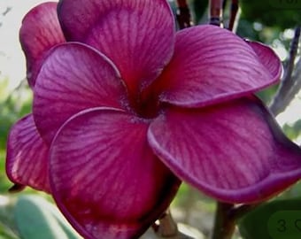 May include: A vibrant deep magenta plumeria flower with five overlapping, rounded petals. The petals feature a distinct veined texture radiating from the dark center, showcasing a rich, saturated color palette with subtle hints of purple.