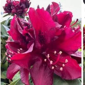 Dark Lord Rhododendron~ Well Rooted STARTER Plant~Very Rare!