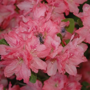 Hampton Beauty~~Azalea Rhododendron Starter Plant~~Beautiful!