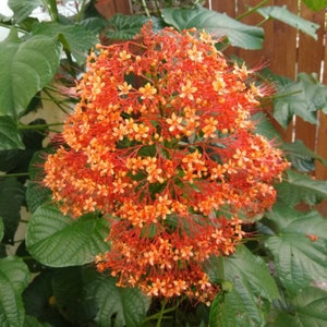 Orange Pagoda-Clerodendrum paniculatum-AKA Orange Pyramid Tower--Small Rooted STARTER Plant