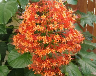 Orange Pagoda-Clerodendrum paniculatum-AKA Orange Pyramid Tower--Small Rooted STARTER Plant