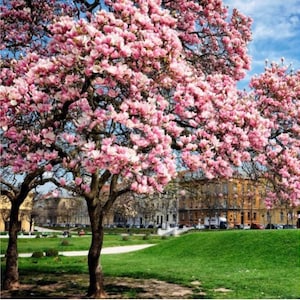 Chinese Saucer~Magnolia Hybrid Tree~Fragrant Blooms! 20-28 Inches Tall~Large 1 Gallon Pot