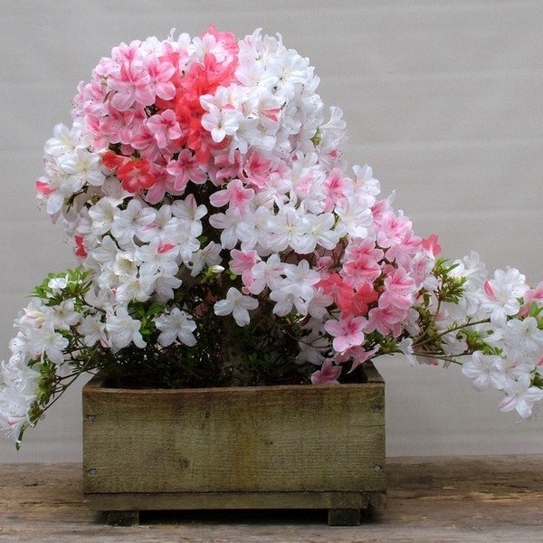 Johga~Azalea Rhododendron Starter Plant~~Blooms Range From Solid White to Solid Pink & Some with Splashes and Splotches