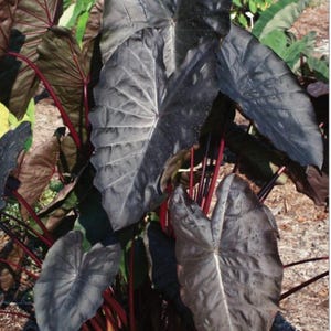 Diamond Head - Colocasia esculenta- Elephant Ear - SMALL ROOTED STARTER Plant-Beautiful