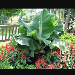 Little Prince Musa Banana Plant--Small Rooted STARTER Plant