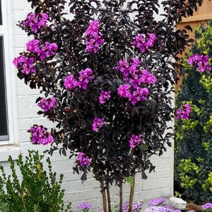 May include: A vibrant purple flowering tree with dark, almost black leaves. The tree is planted in front of a white brick wall and surrounded by a bed of smaller purple flowers.