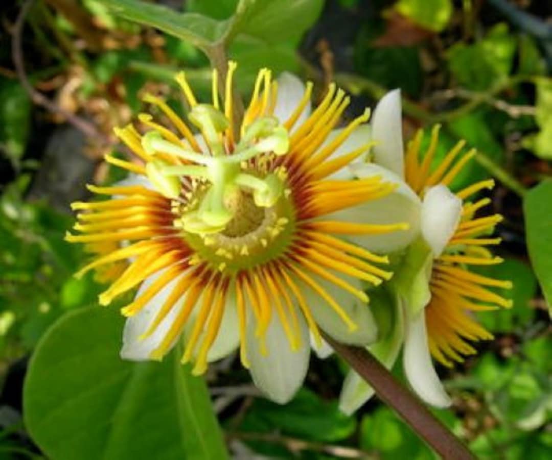 Passion Flower Yellow