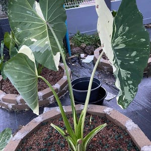 Elepaio - Colocasia esculenta- Elephant Ear - SMALL Rooted STARTER Plant- Beautiful Variegated Leaves! Very Rare!