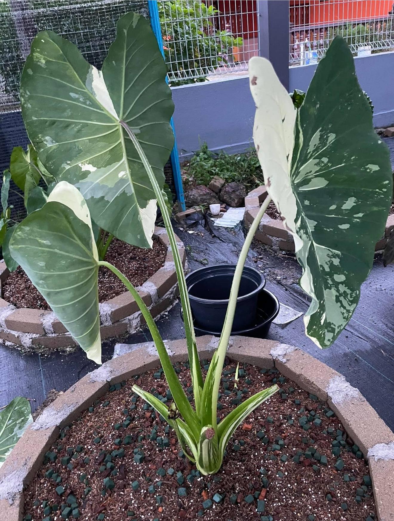 Elepaio - Colocasia Esculenta- Elephant Ear - SMALL Rooted STARTER Plant-  Beautiful Variegated Leaves! Very Rare! - Etsy
