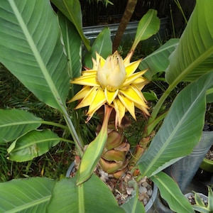 May include: A close-up of a banana plant with large green leaves and a vibrant yellow and cream-colored flower. The flower has pointed petals and is surrounded by the plant's broad leaves. The plant is in a pot.