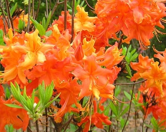 Very Rare~~FRONTIER GOLD~Aromi Azalea Rhododendron Hybrid~~Deciduous "Small" Rooted Plant~Not Dead it is DORMANT! Fragrant Blooms!!!