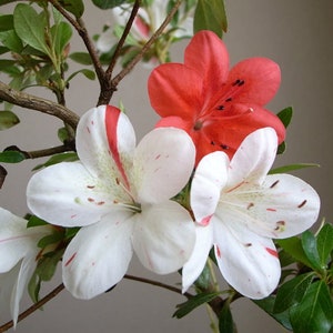 Iveryana~Azalea Rhododendron Starter Plant~~Beautiful Multi Color Blooms All At Once!