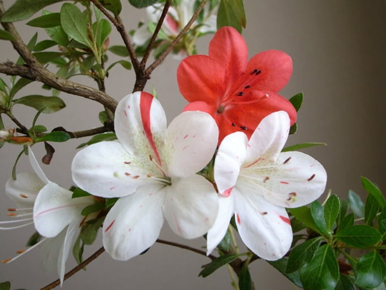 IveryanaAzalea Rhododendron Starter PlantBeautiful Multi Color Blooms All At Once image 1