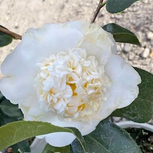 Shiro Chan**Camellia Japonica--Live Well Rooted Starter Plant--Very Unique Striking Pink Blooms!