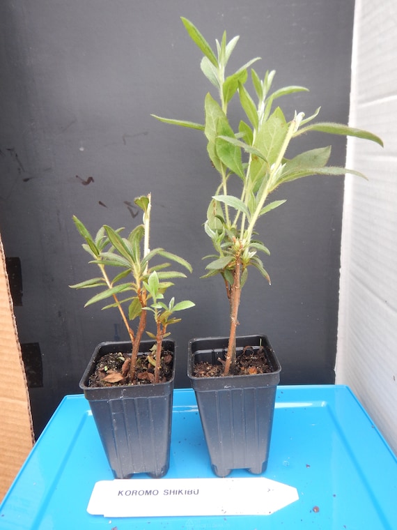 Koromo Shikibu~~azalea Rhododendron Deciduous Starter Plant~very
