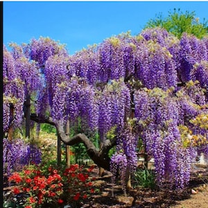 Blue Moon Wisteria Macrostachys Tree~Well Rooted STARTER Plant!