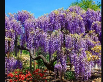 Blue Moon Wisteria Macrostachys Tree~Well Rooted STARTER Plant!