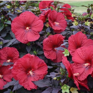 Mimi Hibiscus moscheutos-SMALL ROOTED STARTER Plant-Profuse bloomer! Giant 6-8” Diameter Blooms!