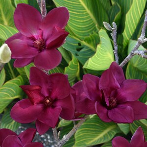 May include: Close-up of a cluster of deep burgundy magnolia flowers in full bloom. The petals are velvety and rich in color, with a prominent central stamen. The flowers are set against a backdrop of large, green leaves with yellow stripes.