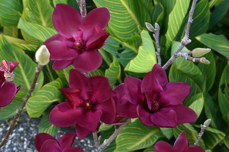 May include: Close-up of a cluster of deep burgundy magnolia flowers in full bloom. The petals are velvety and rich in color, with a prominent central stamen. The flowers are set against a backdrop of large, green leaves with yellow stripes.