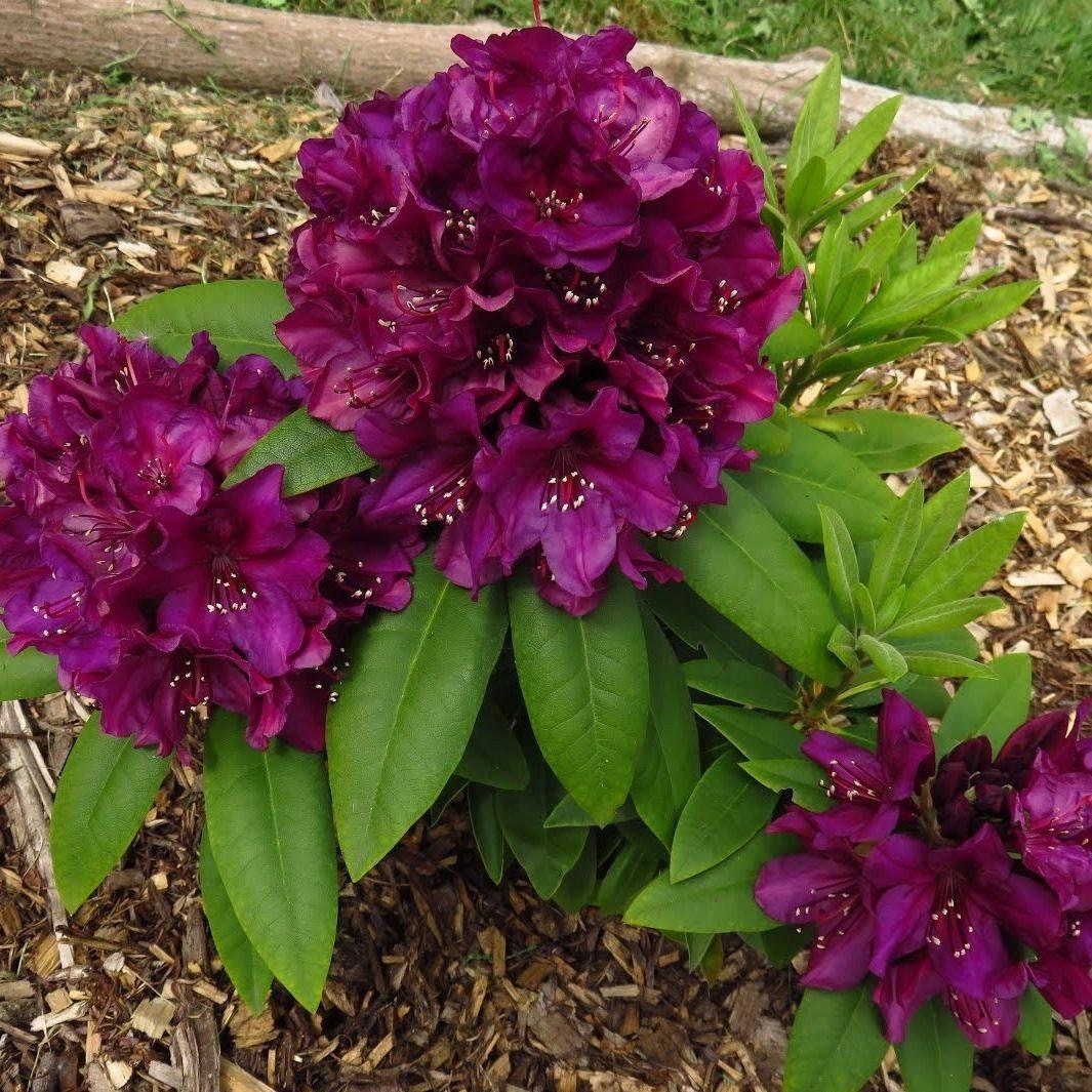 Polarnacht Rhododendron~ Well Rooted STARTER Plant~Very Rare!