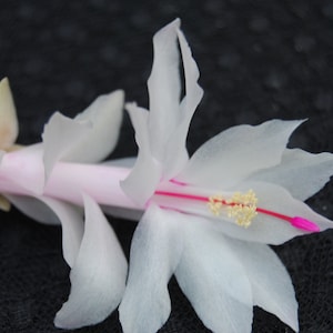 Snow White~Christmas Cactus Well Rooted Starter Plant~Schlumbergera Truncata~AKA Thanksgiving Cactus,Zygo Cactus,Holiday Cactus, etc