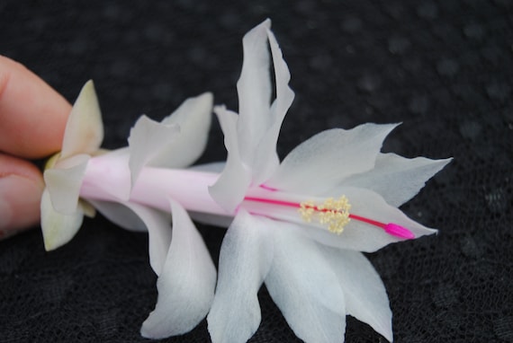 Snow White~christmas Cactus Well Rooted Starter Plant~schlumbergera  Truncata~aka Thanksgiving Cactus,zygo Cactus,holiday Cactus, Etc - Etsy
